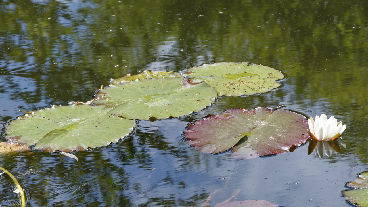 20190529-111102•Giverny (Jardin de Monet)•Limetz-Villez•Ile-de-France•France